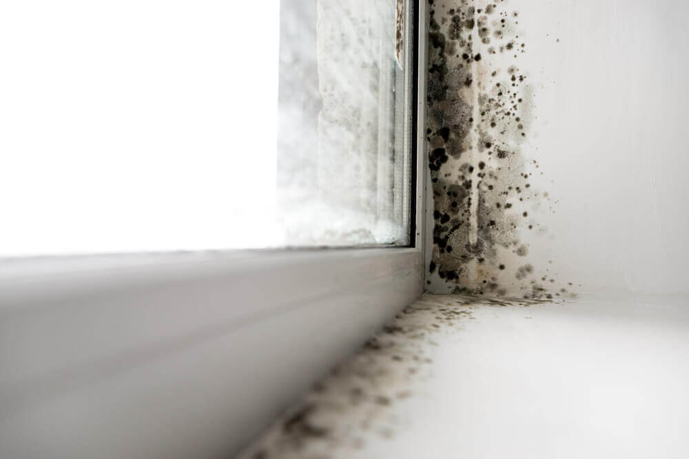 Damp proofing your home